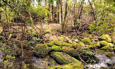 Venta Campo con Bosque Challupén, Villarrica