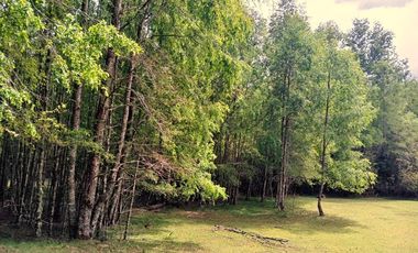 Venta Campo con Bosque Challupén, Villarrica