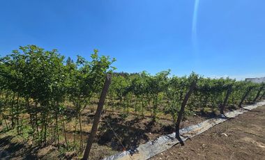 Espectacular casa y parcela en Linares