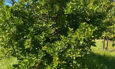 FRENTE A ROSA AGUSTINA / QUILPUE