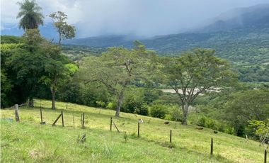 VENTA DE DE FINCA FREDONIA SUROESTE ANTIOQUEÑO.