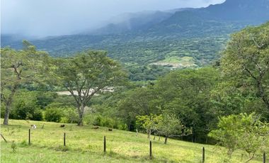 VENTA DE DE FINCA FREDONIA SUROESTE ANTIOQUEÑO.