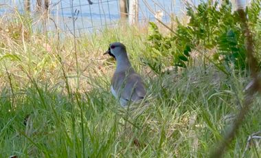 Parcela en venta en LAS CABRAS