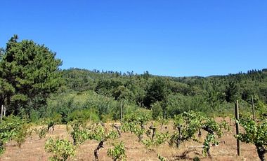 Parcela en venta en CAUQUENES