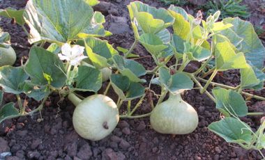 Parcela en venta  en PELLUHUE