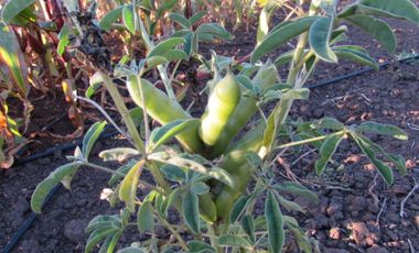 Parcela en venta  en PELLUHUE