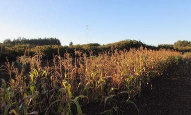 Parcela en venta  en PELLUHUE