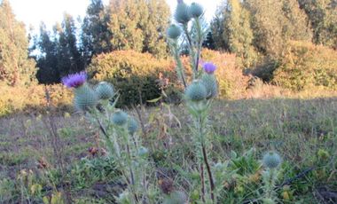 Parcela en venta  en PELLUHUE