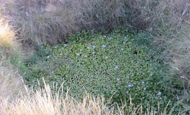 Parcela en venta  en PELLUHUE