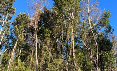 Parcela en venta  en LOS MUERMOS