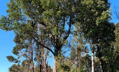 Parcela en venta  en LOS MUERMOS