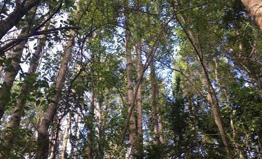 Parcela en venta  en LOS MUERMOS