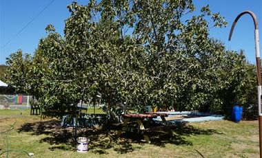 Agrícola en Venta en San Alfonso - Limache Viejo