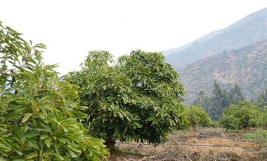 Agrícola en Venta en Camino a Embalse Lliu Lliu, Limache.