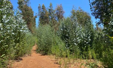 Parcela en venta  en PELLUHUE