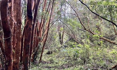 Agrícola en Venta en Ubicada en el sector El Mañío, a 1.5 km de la carretera que une Estaquilla y Los Muermos