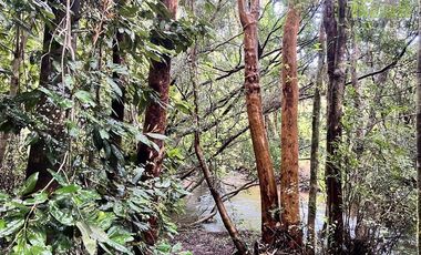 Agrícola en Venta en Ubicada en el sector El Mañío, a 1.5 km de la carretera que une Estaquilla y Los Muermos