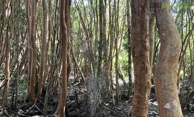 Agrícola en Venta en Ubicada en el sector El Mañío, a 1.5 km de la carretera que une Estaquilla y Los Muermos
