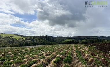 Agrícola en Venta en Ubicada en el sector El Mañío, a 1.5 km de la carretera que une Estaquilla y Los Muermos
