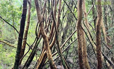 Agrícola en Venta en Ubicada en el sector El Mañío, a 1.5 km de la carretera que une Estaquilla y Los Muermos