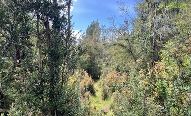 Agrícola en Venta en Ubicada en el sector El Mañío, a 1.5 km de la carretera que une Estaquilla y Los Muermos