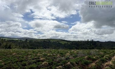 Agrícola en Venta en Ubicada en el sector El Mañío, a 1.5 km de la carretera que une Estaquilla y Los Muermos