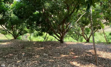 Land for sale in Ban Luang, Chiang Mai