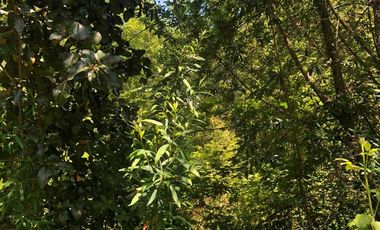 Parcela en venta en VALDIVIA