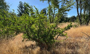 PARCELAS CON AGUA POTABLE,  EMPALME ELECTRICO  Y ACCESO A RÍO BIOBÍO