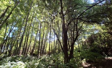 ATENCION INVERSIONISTAS 5.9 HECTAREAS A ORILLAS DE RIO LAJA