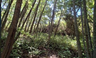 ATENCION INVERSIONISTAS 5.9 HECTAREAS A ORILLAS DE RIO LAJA