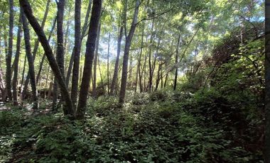 ATENCION INVERSIONISTAS 5.9 HECTAREAS A ORILLAS DE RIO LAJA