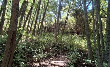 ATENCION INVERSIONISTAS 5.9 HECTAREAS A ORILLAS DE RIO LAJA