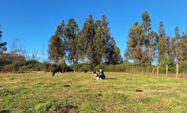 ESPECTACULAR CAMPO CON CASA  DE 3 HECTÁREA