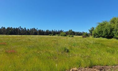 PRADERAS DEL AVELLANITO EN LOS ÁNGELES