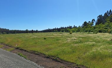 PRADERAS DEL AVELLANITO EN LOS ÁNGELES