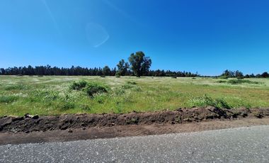 PRADERAS DEL AVELLANITO EN LOS ÁNGELES