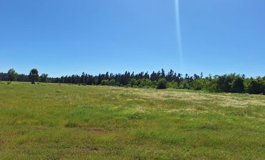 PRADERAS DEL AVELLANITO EN LOS ÁNGELES