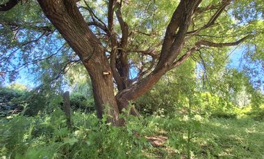 PRADERAS DEL AVELLANITO EN LOS ÁNGELES