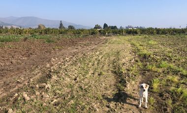 Paño de 7,78 has en Mallarauco, 100% agrícola