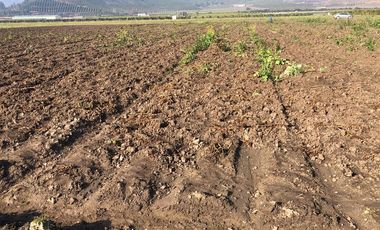 Paño de 7,78 has en Mallarauco, 100% agrícola