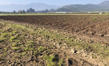 Paño de 7,78 has en Mallarauco, 100% agrícola