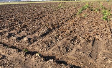 Paño de 7,78 has en Mallarauco, 100% agrícola