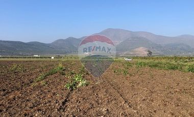 Paño de 7,78 has en Mallarauco, 100% agrícola