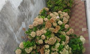 VENTA CASA 4 AMB 100  M2 JARDIN TERRAZA LANUS OESTE