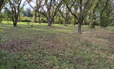 TERRENO PRODUCTIVO CON HUERTA DE NOGALES EN VENTA, TASQUILLO HIDALGO