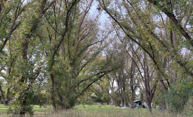 TERRENO PRODUCTIVO CON HUERTA DE NOGALES EN VENTA, TASQUILLO HIDALGO