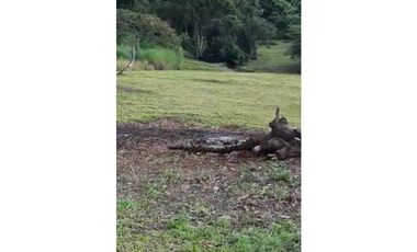 LAS UVAS / SAN CARLOS / 3697 M / CLIMA FRESCO / LOTE SERVIDO AG