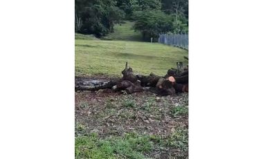 LAS UVAS / SAN CARLOS / 3697 M / CLIMA FRESCO / LOTE SERVIDO AG