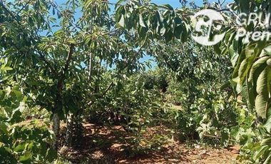 Parcela en Venta en Parcela El Olivo